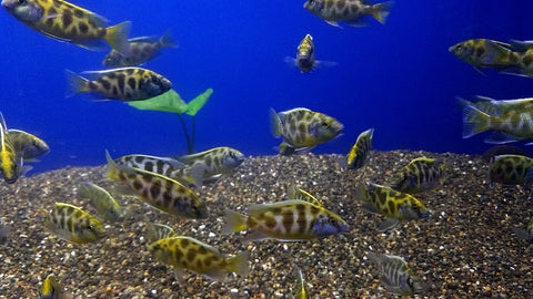 (CHD-108) HAPLOCHROMIS VENUSTUS CICHLID (NIMBOCHROMIS VENUSTUS)
