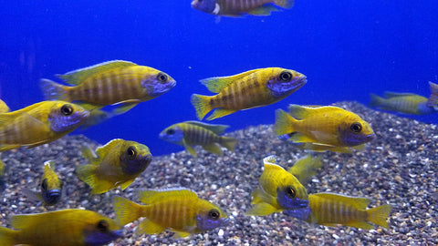 (CHD-127) YELLOW PEACOCK CICHLID (AULONOCARA BAENSCHI)
