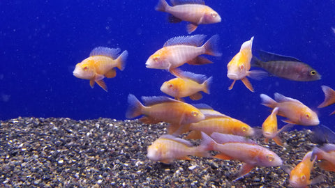 (CHD-169) ALBINO EUREKA RED PEACOCK CICHLID (AULONACARA JACOBFREIBERGI)
