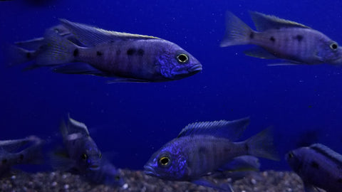 (CHD-141) HAPLOCHROMIS DEEP WATER CICHLID (PLACIDOCHROMIS ELECTRA)