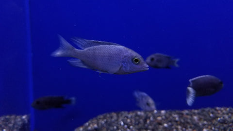 (CHD-145) CYRTOCARA MOORII DOLPHIN CICHLID (CYRTOCARA MOORI)
