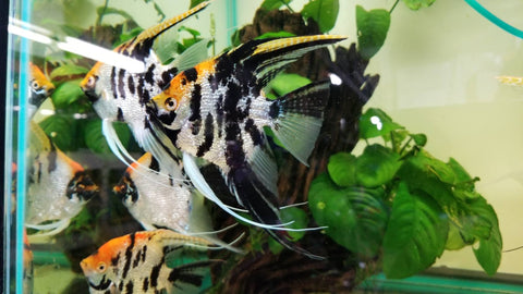 ANGELFISH - KOI ANGELFISH XL SIZE 4"