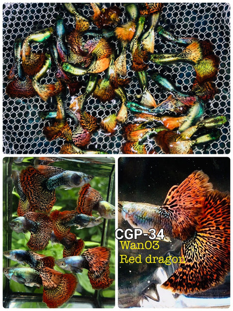 (CGP-034) 10 FISH - Red Dragon High Dorsal