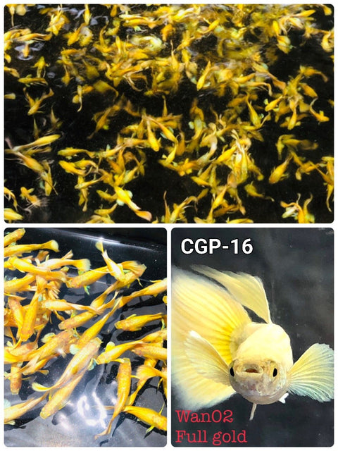 (CGP-016) 10 FISH - Full Gold XL Size Guppy