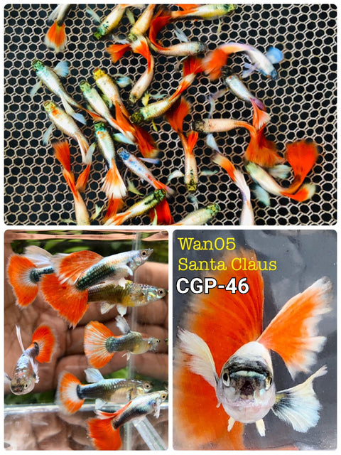 (CGP-046) 10 FISH - Santa Big Ear Guppy