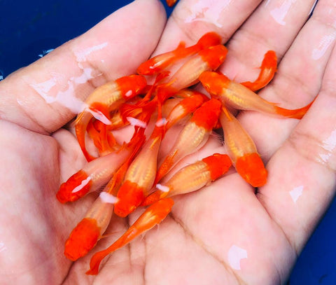 (CGP-012) 10 FISH - Albino Koi Guppy