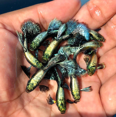 (CGP-019) 10 FISH - Blue Green Dragon Big Ear Guppy