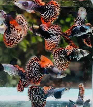 (CGP-026) 10 FISH - Red Mosaic Jumbo Dumbo Ear XL Size Guppy