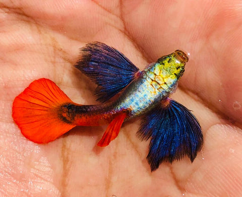 (CGP-027) 10 FISH - Jumbo Dumbo Ear Red Tail Guppy