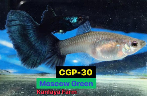 (CGP-030) 10 FISH - Moscow Green Guppy