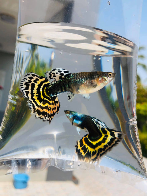 (CGP-035) 10 FISH - Tiger Halfmoon Mosaic XL Size Guppy