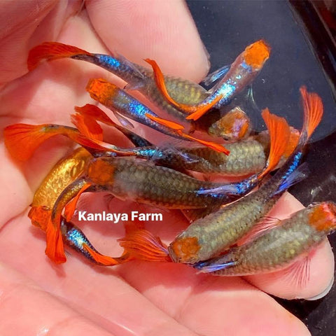 (CGP-037) 10 FISH -  Koi Tuxedo Guppy