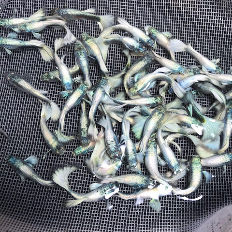 (CGP-058) 10 FISH - Platinum White  Guppy