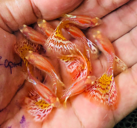 (CGP-063) 10 FISH - Albino King Cobra/Albino Snake Skin Guppy
