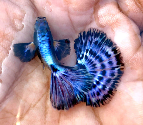 (CGP-021) 10 FISH - Big Ear Purple Mosaic XL