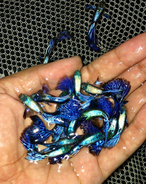 (CGP-020) 10 FISH - Dumbo Ear Platinum Purple Guppy