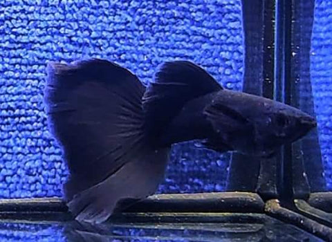 (CGP-017) 10 FISH - Full Black Moscow Guppy