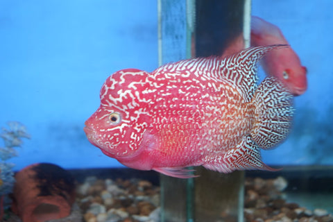 (SNOW-02) Set of 5 Golden Base Kamfa Flowerhorn Fry 1.50- 2'' inch - Set of 5