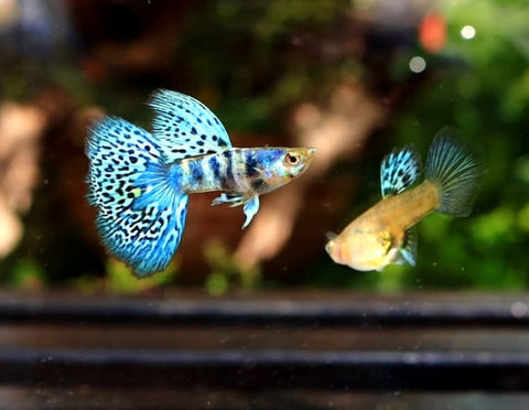 (CGP-114) 10 FISH - Blue Tiger King Guppy