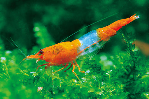 (FS-21) 100 Shrimp - Orange Rili Shrimp