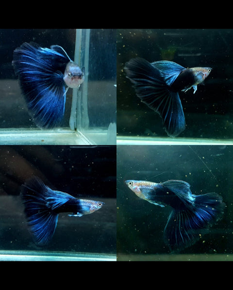 (CGP-025) 10 FISH - High Dorsal Black Body Blue Tail Guppy