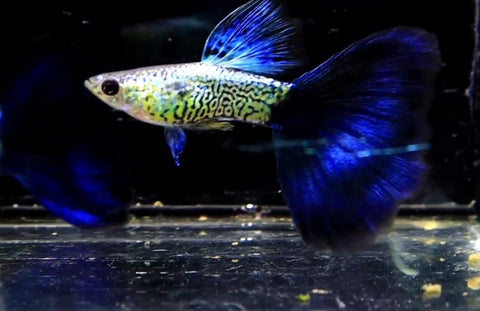 (CGP-108) 10 FISH - Snake Skin/Galaxy Big Blue Tail Guppy