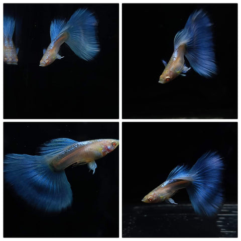 (CGP-003) 10 FISH - Albino Blue Tail Guppy