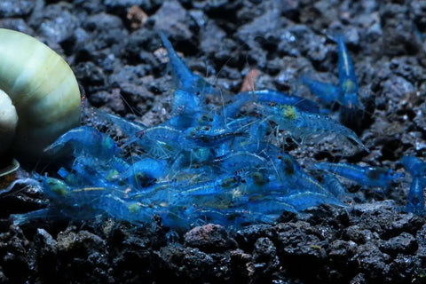 (FS-39) 100 Shrimp - Blue Velvet Shrimp Shrimp