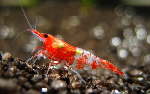 (FS-28) 100 Shrimp - Red Rili Shrimp (Neocaridina sp.)